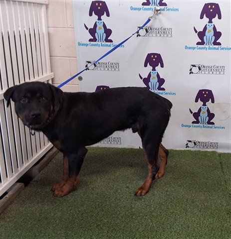 *BEEFY - Rottweiler available for adoption