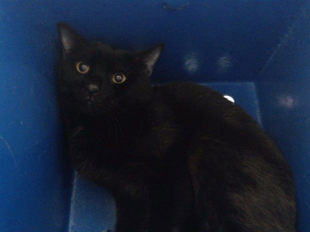 CAT - Domestic Short Hair for adoption in Orlando