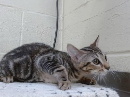 WINKLE - Domestic Short Hair available for adoption