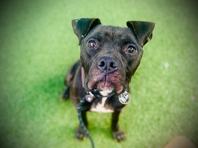 *CRASH - Bullmastiff / Boxer available for adoption