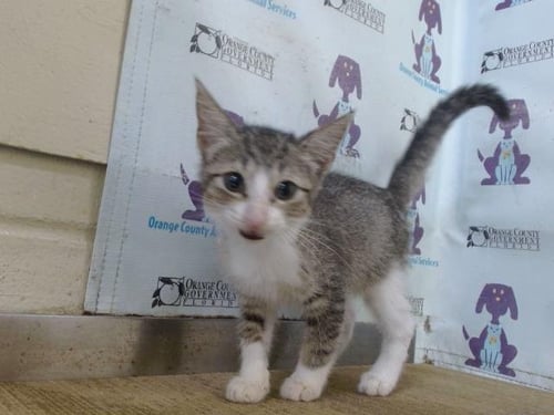 *ANNABELL LEE - Domestic Short Hair available for adoption