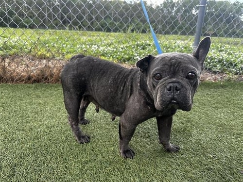 ELLA MAY - French Bulldog available for adoption