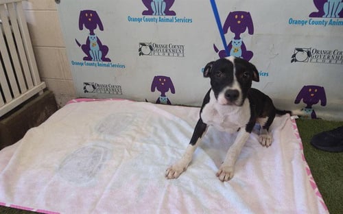A605800 - Pit Bull Terrier available for adoption