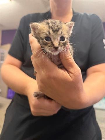 *GNOCCHI - Domestic Short Hair available for adoption