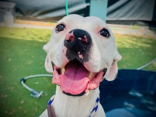 *OLAF - American Pit Bull Terrier available for adoption