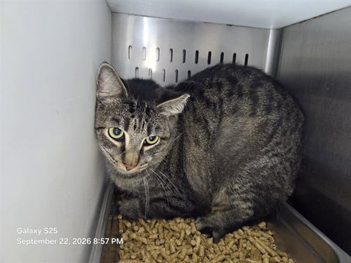 JAMIE - Domestic Short Hair available for adoption
