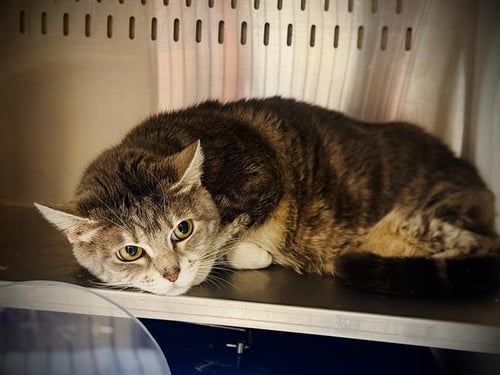 BOAT - Domestic Short Hair available for adoption