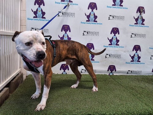 JUMBO - Pit Bull Terrier / American Bulldog available for adoption