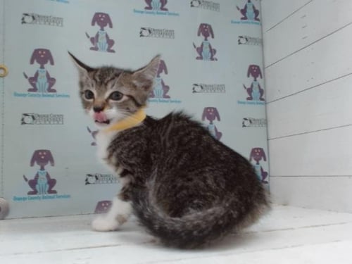 *NESTLE - Domestic Short Hair available for adoption