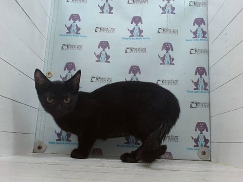 ZENDAYA - Domestic Short Hair available for adoption