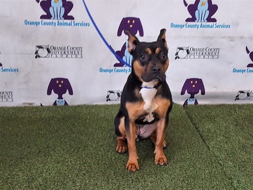 *PERLITA - French Bulldog available for adoption