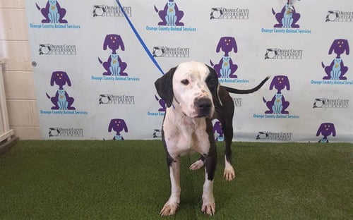 *BERRY - Pit Bull Terrier / Labrador Retriever available for adoption