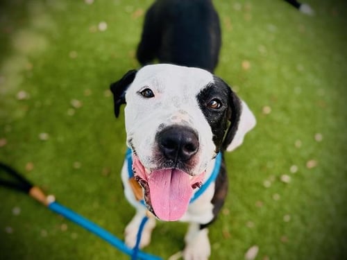 *BERRY - Pit Bull Terrier / Labrador Retriever available for adoption