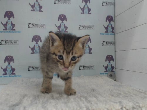SLIM JIM - Domestic Short Hair available for adoption