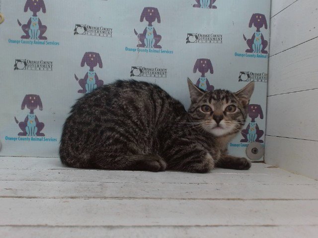 CHARLIE Image