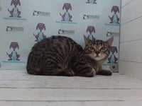 CHARLIE - Photo 1