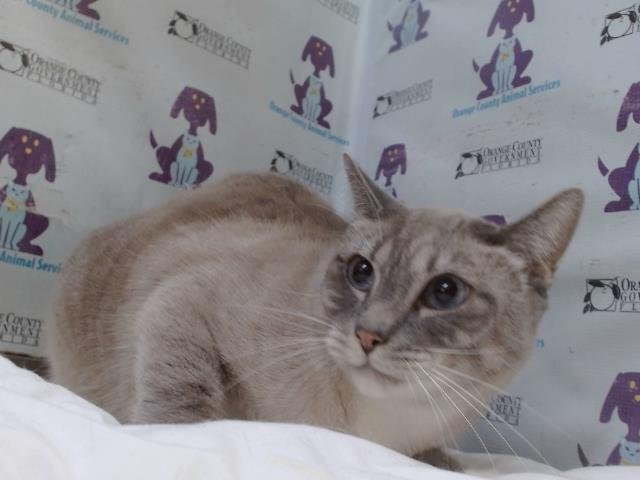 MOCCI Image