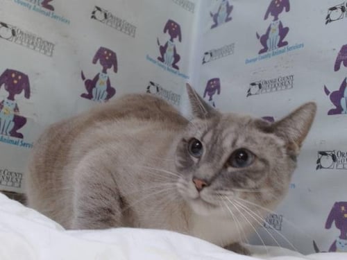 MOCCI - Siamese available for adoption