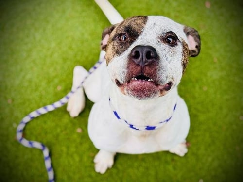 TORONTO - Treeing Walker Coonhound / Pit Bull Terrier available for adoption