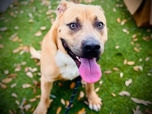 *JINU - Labrador Retriever available for adoption