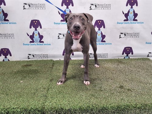 QUEENIE - Pit Bull Terrier available for adoption