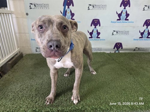 *TONI - Pit Bull Terrier available for adoption