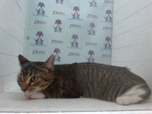 *ROBIN - Domestic Short Hair available for adoption