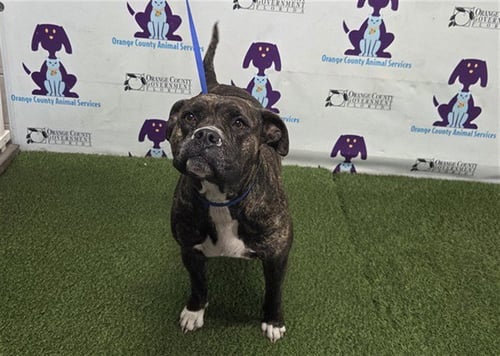 *MISS RUBY - Pit Bull Terrier available for adoption