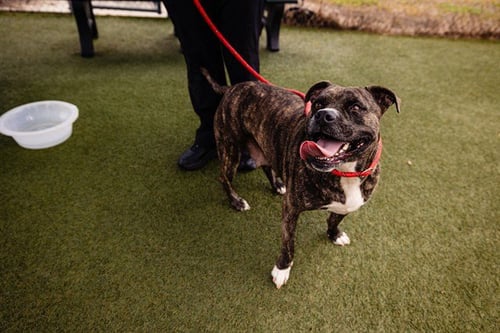 *MISS RUBY - Pit Bull Terrier available for adoption