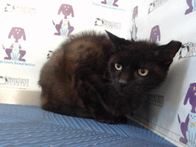 SQUEEKY - Domestic Short Hair available for adoption