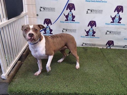 PRINCESS - Pit Bull Terrier available for adoption