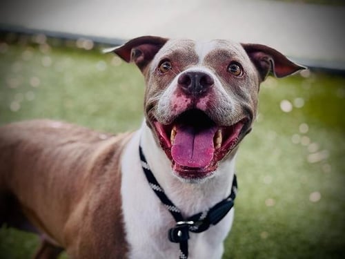 PRINCESS - Pit Bull Terrier available for adoption