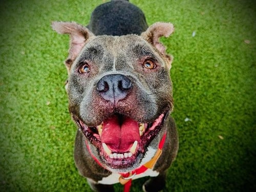 *HOMIE - Pit Bull Terrier available for adoption