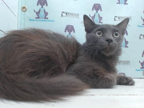 GRAVY - Domestic Medium Hair available for adoption