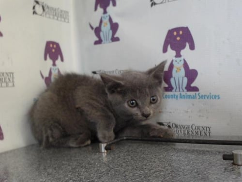 *DOVE - Domestic Short Hair available for adoption