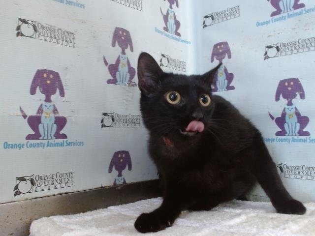 KITTY Image