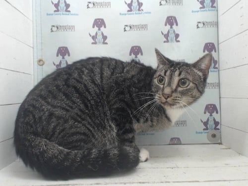 COSMO - Domestic Short Hair available for adoption