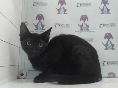 A599272 - Domestic Short Hair available for adoption