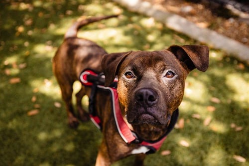 LUCKY - Pit Bull Terrier / Plott Hound available for adoption