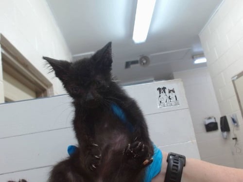 GRACIE - Domestic Short Hair available for adoption