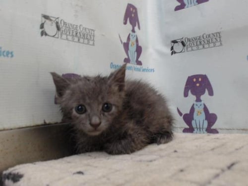 BINKY - Domestic Short Hair available for adoption