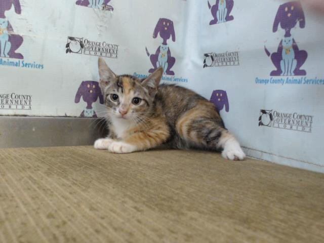 DOLLY Image