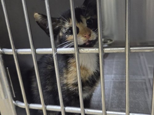 *TORTA - Domestic Short Hair available for adoption
