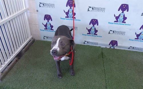 *HAIRY KANE - Pit Bull Terrier available for adoption
