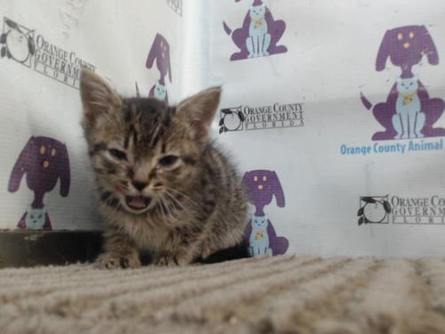 *PIXIE - Domestic Short Hair available for adoption