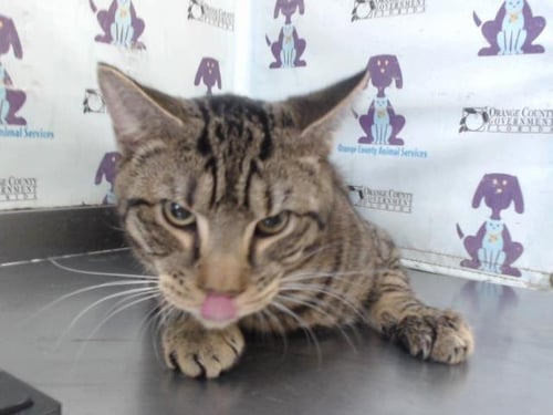 KAI - Domestic Short Hair available for adoption