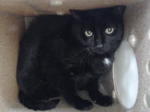 A603640 - Domestic Short Hair available for adoption