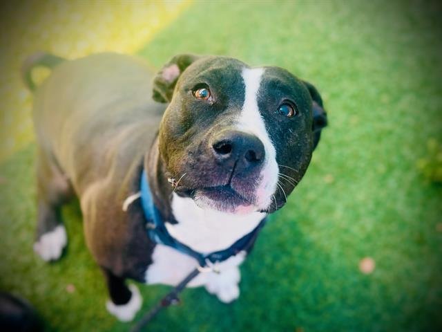 DAISY - Pit Bull Terrier for adoption in Orlando