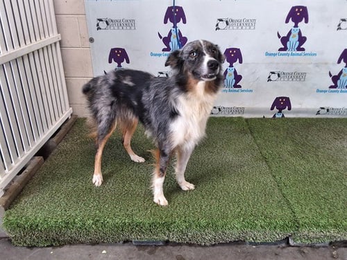 GABBY - Australian Shepherd available for adoption