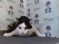 LUCKY - Photo 1
